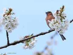 Vink  20230413  Thuis tuin