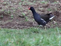 Waterhoen  20230322  Als ik langs onze grote beek de Aa of Weerijs wandel zie ik best veel waterhoentjes, dat valt me niet tegen. Niet zo veel als meerkoeten maar dat zal je niet verrassen, die meerkoeten zijn immers niet klein te krijgen. Het waterhoentje is mooier vind ik. Mannetjes en vrouwtjes zien er ongeveer hetzelfde uit en verschillen alleen in lengte en gewicht. De lichaamslengte is 32 tot 35 cm en ze wegen 175 tot 500 gram. Ze eten voornamelijk groen, liefst malse waterplanten. Daarnaas