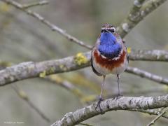 Blauwborst  20230412  Oude Buisse Heide