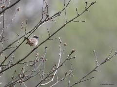 Blauwborst  20230412  Oude Buisse Heide