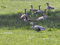 Indische gans  20230421  Bleke Heide