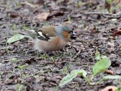 Vink  20230429  Nu kun je veel vinken tegen komen die op de grond naar eten zoeken. Vooral onder beuken zie je ze vaak. De kleurrijke mannetjes vallen eerder op dan de onopvallend gekleurde vrouwtjes. Veel vrouwtjes zitten bovendien nu ook te broeden. Er wordt bijvoorbeeld gezocht naar beukennootjes. En hebben ze er een te pakken dan hebben ze er nog een hele kluif aan.