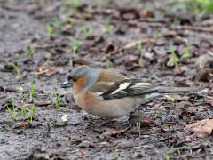 Vink  20230429  Nu kun je veel vinken tegen komen die op de grond naar eten zoeken. Vooral onder beuken zie je ze vaak. De kleurrijke mannetjes vallen eerder op dan de onopvallend gekleurde vrouwtjes. Veel vrouwtjes zitten bovendien nu ook te broeden. Er wordt bijvoorbeeld gezocht naar beukennootjes. En hebben ze er een te pakken dan hebben ze er nog een hele kluif aan.