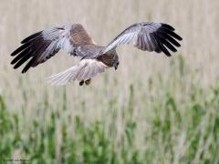 Bruine kiekendief  20230519  Colijnsplaat