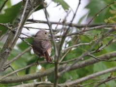 Gekraagde Roodstaart  20230608  Niet altijd loont het om snel met de kijker te checken welk vogeltje in een boom neer streek. Hier wel want zo vaak zie je het vrouwtje van de gekraagde roodstaart niet. Meestal is het niet fijn als dan het vogeltje met de rug naar je toe gaat zitten. Maar hier juist wel omdat het echte kenmerk, de rode staartveren, extra goed in beeld is.