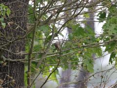 Gekraagde Roodstaart  20230608  Niet altijd loont het om snel met de kijker te checken welk vogeltje in een boom neer streek. Hier wel want zo vaak zie je het vrouwtje van de gekraagde roodstaart niet. Meestal is het niet fijn als dan het vogeltje met de rug naar je toe gaat zitten. Maar hier juist wel omdat het echte kenmerk, de rode staartveren, extra goed in beeld is.