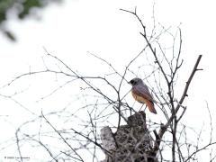 Gekraagde Roodstaart  20230609  Vooral het vooraanzicht van het mannetje is kleurrijk. Alleen de staart lijkt op die van het vrouwtje maar daar blijft het bij. Het vrouwtje is maar saai tegenover het mannetje.