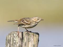 Graspieper  20230415  Hogerwaardpolder