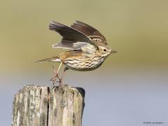 Graspieper  20230415  Hogerwaardpolder