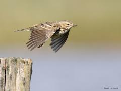 Graspieper  20230415  Hogerwaardpolder