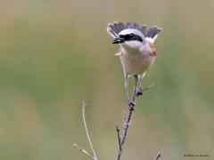 Grauwe klauwier  20230611  Hier is ie goed in deze kleine klauwier. Grote insecten vormen namelijk het hoofdvoedsel. Zit de maag vol dan worden ze zo mogelijk opgespaard. Bewaard door het arme beestje te spiesen aan een grote doorn of iets dergelijks.