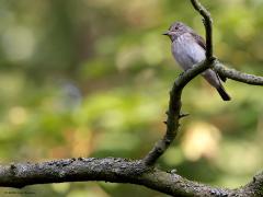 Grauwe Vliegenvanger  20230613  Ik vrees dat in Zundert niet al te veel grauwe vliegenvangers meer te vinden zijn. Deze huist nog in de Pannenhoef. Iedereen weet ondertussen dat het heel slecht gaat met de insecten. Dat moet slecht nieuws zijn voor deze vangers. Vanaf 1990 nemen de aantallen dan ook af, gelukkig is de afname de laatste twaalf jaar niet meer significant. Dat meldt althans het Meetnet Broedvogels. Laten we hopen dat dat klopt en dat er weer een herstel zal gaan optreden.