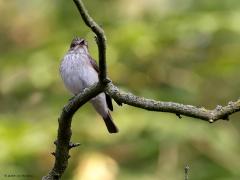 Grauwe Vliegenvanger  20230613  Ik vrees dat in Zundert niet al te veel grauwe vliegenvangers meer te vinden zijn. Deze huist nog in de Pannenhoef. Iedereen weet ondertussen dat het heel slecht gaat met de insecten. Dat moet slecht nieuws zijn voor deze vangers. Vanaf 1990 nemen de aantallen dan ook af, gelukkig is de afname de laatste twaalf jaar niet meer significant. Dat meldt althans het Meetnet Broedvogels. Laten we hopen dat dat klopt en dat er weer een herstel zal gaan optreden.