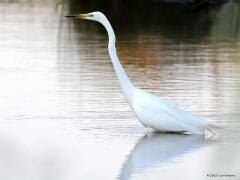 Grote Zilverreiger  20230617  Best wel groot is ie deze grote witte reiger; wel tot een meter hoog en de vleugels tot 170 cm span. Opvallend nu is de snavel. Die is alleen in het broedkleed gedeeltelijk zwart. De rest van het jaar enkel licht geel. De typische staartveren zijn ook hagelwit, net als de rest van zijn jas, maar door die veren door het water te halen worden ze vuil, worden ze bruin. Ze kunnen eten zoeken in best diep water, zoals hier, de langer poten staan helemaal onder. Het was nog vroeg e