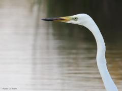 Grote Zilverreiger  20230617  Best wel groot is ie deze grote witte reiger; wel tot een meter hoog en de vleugels tot 170 cm span. Opvallend nu is de snavel. Die is alleen in het broedkleed gedeeltelijk zwart. De rest van het jaar enkel licht geel. De typische staartveren zijn ook hagelwit, net als de rest van zijn jas, maar door die veren door het water te halen worden ze vuil, worden ze bruin. Ze kunnen eten zoeken in best diep water, zoals hier, de langer poten staan helemaal onder. Het was nog vroeg e