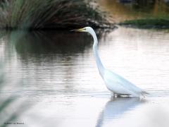 Grote zilverreiger  20230615  Calfven