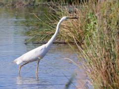 Grote Zilverreiger  20230617  Best wel groot is ie deze grote witte reiger; wel tot een meter hoog en de vleugels tot 170 cm span. Opvallend nu is de snavel. Die is alleen in het broedkleed gedeeltelijk zwart. De rest van het jaar enkel licht geel. De typische staartveren zijn ook hagelwit, net als de rest van zijn jas, maar door die veren door het water te halen worden ze vuil, worden ze bruin. Ze kunnen eten zoeken in best diep water, zoals hier, de langer poten staan helemaal onder. Het was nog vroeg e