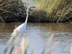 Grote zilverreiger  20230615  Calfven