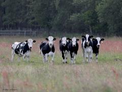 Pink   20230612  Deze jonge dieren stonden in een wei op een best afgelegen plaats. Ze zien niet vaak bezoek. Toen ik daar aan kwam wandelen gingen ze er eens goed voor staan. Maar heb ik het goed, zijn dit pinken? Pinken zijn nieuwsgierige dieren. De uitdrukking er als de pinken bij zijn betekent dan ook 'er snel bij zijn'. Echter, het gezegde goed bij de pinken zijn verwijst misschien niet naar het rundvee.