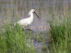 Lepelaar  20230520  In mijn jeugd moest je voor deze mooie vogel een hele reis maken. In 1970 broedden er slechts 215 paren Lepelaars in het Naardermeer, Zwanenwater en op Texel. Sindsdien maakte de soort een spectaculaire ontwikkeling door en groeide de populatie tot ongeveer nu 4000 paar. Het gaat dus erg goed met Lepelaars in Nederland. Waren deze markante vogels begin jaren zeventig dus nog een zeldzame verschijning, nu is de stand hoger dan ooit. Zo kennen we nu o.a. een kolonie in het Marki