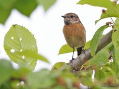 Roodborsttapuit  20230614  Deze dame vond het maar niks dat ik in haar domeintje liep. Ze volgde me even door van tak naar tak te wippen en te kwetteren dat ik maar door moest lopen. Ze zal we dichtbij een nest hebben gehad. Broeden doen ze succesvol want de aantallen nemen flink toe de laatste jaren.