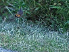 Blauwborst  20230626  Een blauwborst kun je op onverwachte momenten tegen komen. Zoals hier op een geploegde akker. Ook zag ik op een andere plaats in een flits twee opgehitste blauwborsten die achter elkaar zaten. Gauw de camera gemikt en afgedrukt. Het enige wat op de foto stond was een opvliegende blauwborst met de kenmerkende staart ver gespreid.