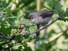 Grasmus  20230618  Een van de makkelijkere zangers om in de zomer te fotograferen. Er broeden wel tot 200.000 paar in ons land. Het zijn drukke zangers, goed herkenbaar ook. En, ze laten zich graag zien aan de buitenkant van een struik.