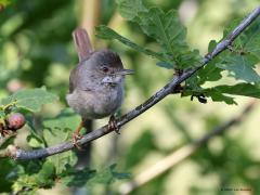 Grasmus  20230618  Een van de makkelijkere zangers om in de zomer te fotograferen. Er broeden wel tot 200.000 paar in ons land. Het zijn drukke zangers, goed herkenbaar ook. En, ze laten zich graag zien aan de buitenkant van een struik.