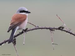 Grauwe klauwier  20230702  De mooie grauwe klauwier neemt flink toe in onze provincie. Ook in Zundert heeft ie op meerdere plaatsen een plekje gevonden. De vogel vinden is te doen. Met name het mannetje zit namelijk vaak op vaste uitkijkposten in bijvoorbeeld bramenstruiken. Tot op een meter of vijftig mag je hem wel benaderen maar veel dichter niet. Heel af en toe hebben we mazzel. Zoals hier op de Regte Heide waar een paartje vlak voor een vogelkijkhut huist.