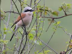 Grauwe klauwier  20230702  De mooie grauwe klauwier neemt flink toe in onze provincie. Ook in Zundert heeft ie op meerdere plaatsen een plekje gevonden. De vogel vinden is te doen. Met name het mannetje zit namelijk vaak op vaste uitkijkposten in bijvoorbeeld bramenstruiken. Tot op een meter of vijftig mag je hem wel benaderen maar veel dichter niet. Heel af en toe hebben we mazzel. Zoals hier op de Regte Heide waar een paartje vlak voor een vogelkijkhut huist.