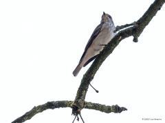 Grauwe Vliegenvanger  20230701  Het valt niet mee om van de grauwe vliegenvanger in de vrije natuur een mooie foto te maken. Immers, ze zitten in de regel best hoog op een tak met de lucht als achtergrond. Dan krijg je dit soort foto's. Niet de mooiste maar wel heel karakteristiek. Wil je een echt mooie foto dan moet je een nest zien te vinden. Dichtbij het nest, toch zeker als ze jongen aan het voeren zijn, kun je ze lager bij de grond in beeld krijgen.