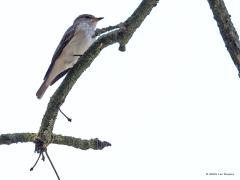 Grauwe Vliegenvanger  20230701  Het valt niet mee om van de grauwe vliegenvanger in de vrije natuur een mooie foto te maken. Immers, ze zitten in de regel best hoog op een tak met de lucht als achtergrond. Dan krijg je dit soort foto's. Niet de mooiste maar wel heel karakteristiek. Wil je een echt mooie foto dan moet je een nest zien te vinden. Dichtbij het nest, toch zeker als ze jongen aan het voeren zijn, kun je ze lager bij de grond in beeld krijgen.