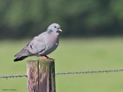 Holenduif  20230707 Het is maar een duif denk je misschien. Maar denk de duif eens weg uit onze natuur. We zouden ze erg missen. Probeer maar eens een natuurwandeling te maken zonder daarbij een duif te zien. En dan denk ik niet aan een tamme postduif maar bijvoorbeeld aan deze holenduif. Bovendien zijn het geweldig goede en mooie vliegers.