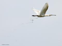 Lepelaar  20230620  Waarom energie verspillen aan nutteloze zaken denken vliegende vogels. Daarom wordt net voor of net na opvliegen snel even gepoept. De grotere vogels kunnen daarbij dan een flinke handtekening zetten. De turbulentie van de grote vleugels verbouwt de rechte kalklijn in iets onnavolgbaars.