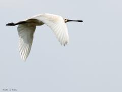 Lepelaar  20230620  Waarom energie verspillen aan nutteloze zaken denken vliegende vogels. Daarom wordt net voor of net na opvliegen snel even gepoept. De grotere vogels kunnen daarbij dan een flinke handtekening zetten. De turbulentie van de grote vleugels verbouwt de rechte kalklijn in iets onnavolgbaars.