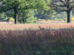 Ree  20230708  Altijd leuk om op je wandeling een ree te zien. Zoals hier in de Pannenhoef. Normaliter zijn ze heel attent en hebben ze ons snel geroken of gehoord. Ook hier werd snel de dekking gezocht richting de Lokker ondanks dat de afstand nog groot was.