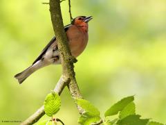 Vink  20230619  Nee, ik heb de kleuren in deze foto niet gemanipuleerd. Afgelopen vrijdag scheen de zon door het verse groene bladerdak van een grote beuk. Dit mannetje, hoog boven mijn hoofd, werd zo met dat groen gele licht verlicht en daardoor ging het rood in zijn verenkleed wel heel erg fris spreken. Ja, zo mooi kan een vink dus gekleurd zijn.