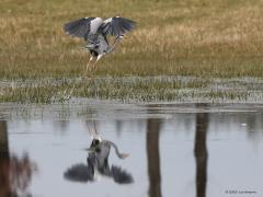 Blauwe Reiger  20230714  Iedereen kent hem wel, die grote mooie blauwe reiger. Iedereen zal ook weten dat ie heel grote vleugels heeft. Op deze foto zijn de vleugels maximaal gestrekt en zie je dat ze echt wel heel groot zijn. Normaal vliegt de reiger met flink gebogen vleugels en dan lijken de vleugels minder groot dan dat ze werkelijk zijn.