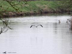 Blauwe Reiger  20230714  Iedereen kent hem wel, die grote mooie blauwe reiger. Iedereen zal ook weten dat ie heel grote vleugels heeft. Op deze foto zijn de vleugels maximaal gestrekt en zie je dat ze echt wel heel groot zijn. Normaal vliegt de reiger met flink gebogen vleugels en dan lijken de vleugels minder groot dan dat ze werkelijk zijn.