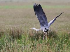 Blauwe Reiger  20230714  Iedereen kent hem wel, die grote mooie blauwe reiger. Iedereen zal ook weten dat ie heel grote vleugels heeft. Op deze foto zijn de vleugels maximaal gestrekt en zie je dat ze echt wel heel groot zijn. Normaal vliegt de reiger met flink gebogen vleugels en dan lijken de vleugels minder groot dan dat ze werkelijk zijn.