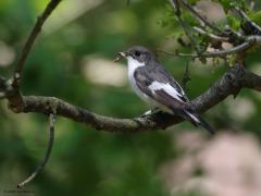 Bonte Vliegenvanger  20230814  In deze maand vertrekken de bonte vliegenvangers alweer naar warmere oorden. Het zijn echte zomervogels die relatief kort bij ons verblijven. Ze hebben hun broedperiode wat aangepast aan ons opwarmend klimaat. Over ca. veertig jaar zijn ze ca. 10 dagen eerder gaan broeden. Je moet denken aan ca. 25.000 broedpaartjes in ons land. Onze streek ligt dicht op de grens van het verspreidingsgebied. Het zijn bewoners van de zandgronden.