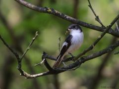 Bonte Vliegenvanger  20230814  In deze maand vertrekken de bonte vliegenvangers alweer naar warmere oorden. Het zijn echte zomervogels die relatief kort bij ons verblijven. Ze hebben hun broedperiode wat aangepast aan ons opwarmend klimaat. Over ca. veertig jaar zijn ze ca. 10 dagen eerder gaan broeden. Je moet denken aan ca. 25.000 broedpaartjes in ons land. Onze streek ligt dicht op de grens van het verspreidingsgebied. Het zijn bewoners van de zandgronden.