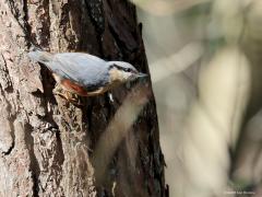 Boomklever  20230716  Je zult deze vogel vast wel kennen, toch? De boomklever kan iets wat geen andere vogel na doet; van boven naar beneden lopen over een tak of boomstam. Vandaar de naam 'klever'; de flinke nagels aan de tenen haken gemakkelijk achter elk ruw deeltje van tak of stam, geven zo een stevige grip, alsof ie vast gekleefd is. Het gaat goed met de soort. Daar waar oude loofbomen zijn zul je hem hier tegen komen. Het mannetje verraad zich door zijn kenmerkende harde roep. Maar ook door zijn