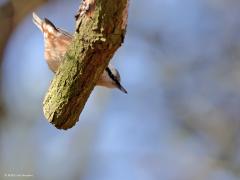 Boomklever  20230716  Je zult deze vogel vast wel kennen, toch? De boomklever kan iets wat geen andere vogel na doet; van boven naar beneden lopen over een tak of boomstam. Vandaar de naam 'klever'; de flinke nagels aan de tenen haken gemakkelijk achter elk ruw deeltje van tak of stam, geven zo een stevige grip, alsof ie vast gekleefd is. Het gaat goed met de soort. Daar waar oude loofbomen zijn zul je hem hier tegen komen. Het mannetje verraad zich door zijn kenmerkende harde roep. Maar ook door zijn