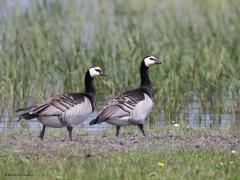 Brandgans  20230822  In Zeeland kun je ook nu nog brandganzen zien. En dan niet twee zoals op de foto maar meerdere want ze verblijven graag bij elkaar in een groep. Sinds de jaren tachtig broeden er in Nederland. Die paartjes trekken niet meer weg. Mooi getekende zwart wit ganzen zijn het.