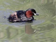 Dodaars  20230730  Leuk die kleine fuutjes. Ze lusten van alles, zoals libellelarven maar ook salamanders. Dat laatste is minder leuk want het zijn behendige jagers onder water. Het vrouwtje is wat minder contrastrijk gekleurd dan het mannetje. Beide hebben de licht gele vlek aan de snavelbasis.