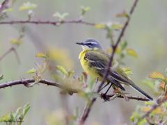 Gele kwikstaart  20230727  In het voorjaar, dit zijn foto's genomen eind april, is de gele kwik het mooist, het mooist gekleurd, met name het mannetje natuurlijk. In onze streek komen er niet erg veel tot broeden. Over heel Nederland moet je denken aan ruim 50.000 broedpaartjes. Eind september vertrekken ze weer richting de Sahel landen. Is de winter daar dan voldoende nat dan zien we er weer veel terug, is het daar erg droog dan zijn de aantallen hier weer merkbaar lager.