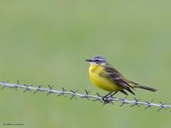 Gele kwikstaart  20230727  In het voorjaar, dit zijn foto's genomen eind april, is de gele kwik het mooist, het mooist gekleurd, met name het mannetje natuurlijk. In onze streek komen er niet erg veel tot broeden. Over heel Nederland moet je denken aan ruim 50.000 broedpaartjes. Eind september vertrekken ze weer richting de Sahel landen. Is de winter daar dan voldoende nat dan zien we er weer veel terug, is het daar erg droog dan zijn de aantallen hier weer merkbaar lager.