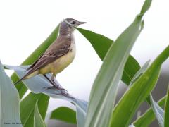 Gele kwikstaart  20230726  Gisteren kwam ik een gele kwikstaart oudervogel tegen die zich nog sterk bekommerde over een jongeling. Ze vlogen een maisveld in, ik denk vooral om beschutting te vinden en niet zo zeer om voedsel te zoeken? De ouder, ik denk een vrouwtje, keek goed in het rond om het jong te volgen. Vaak werd er geroepen om contact te maken.