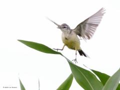 Gele kwikstaart  20230726  Gisteren kwam ik een gele kwikstaart oudervogel tegen die zich nog sterk bekommerde over een jongeling. Ze vlogen een maisveld in, ik denk vooral om beschutting te vinden en niet zo zeer om voedsel te zoeken? De ouder, ik denk een vrouwtje, keek goed in het rond om het jong te volgen. Vaak werd er geroepen om contact te maken.